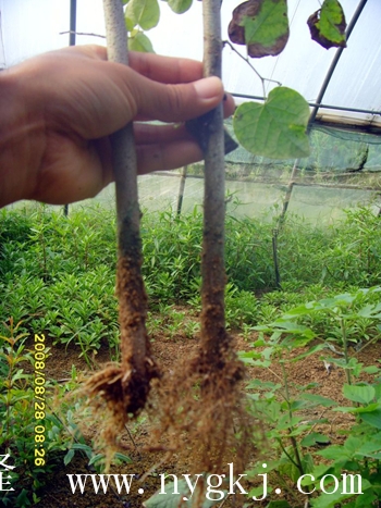 安徽荣威植物克隆，粗枝直接育成大苗
